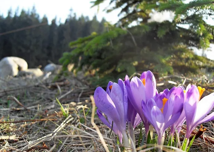 Hawran Pl * מורזאסיחלה